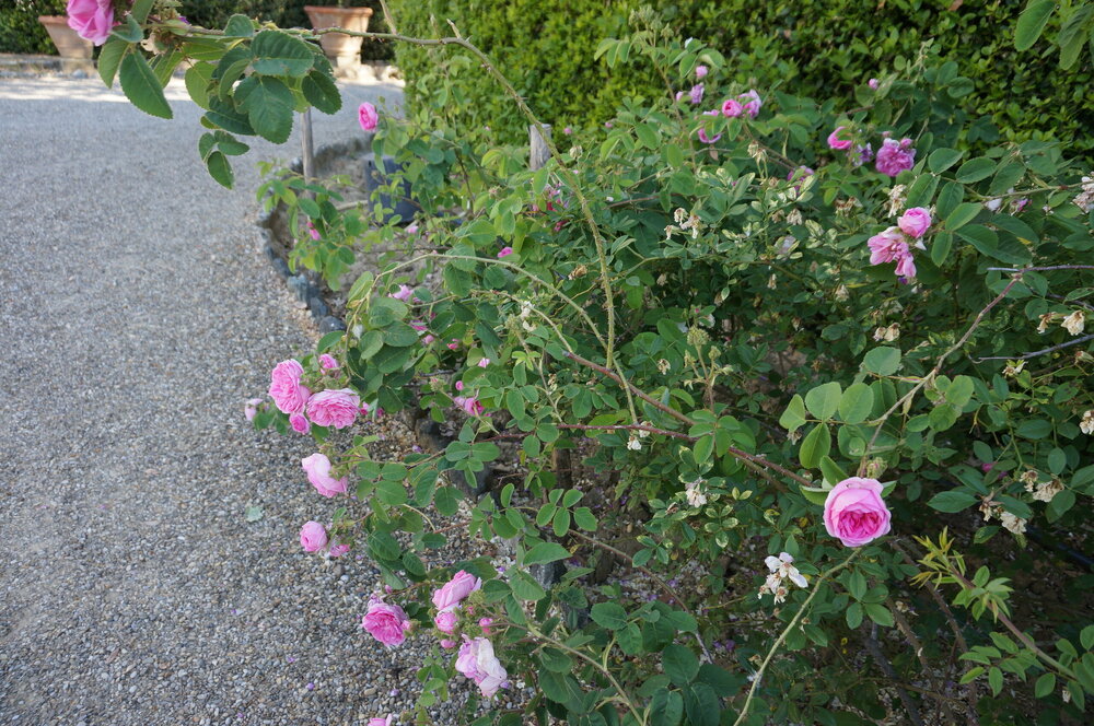 DSC07375.JPG