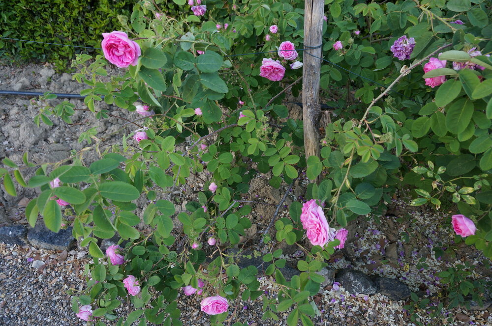 DSC07376.JPG