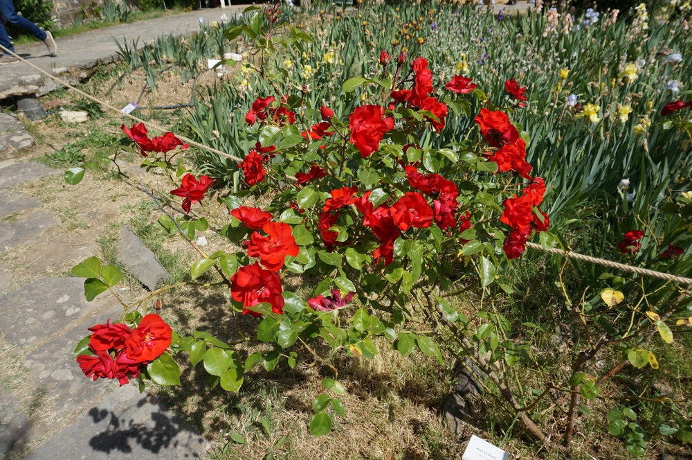 DSC07392.JPG