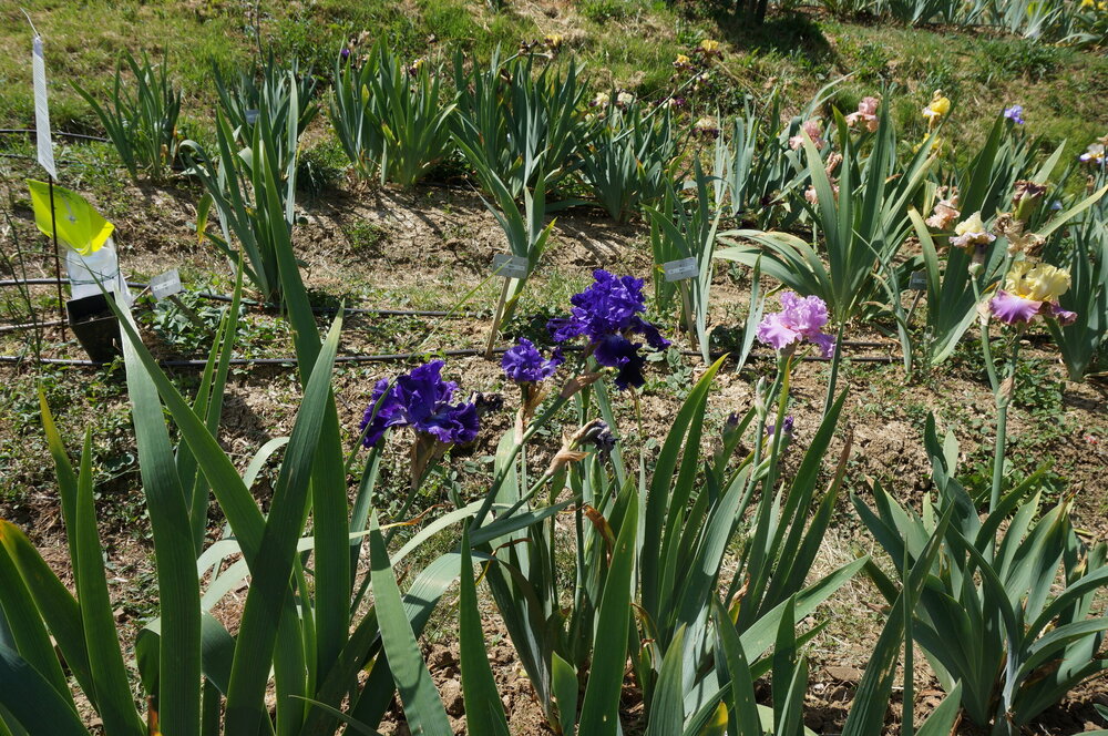 DSC07426.JPG