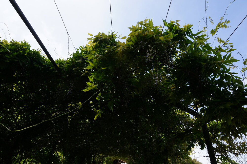 DSC07444.JPG