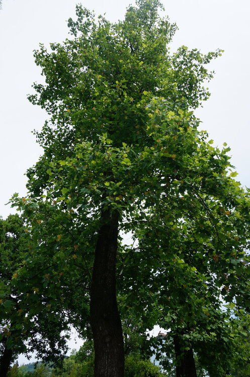 DSC07540.JPG