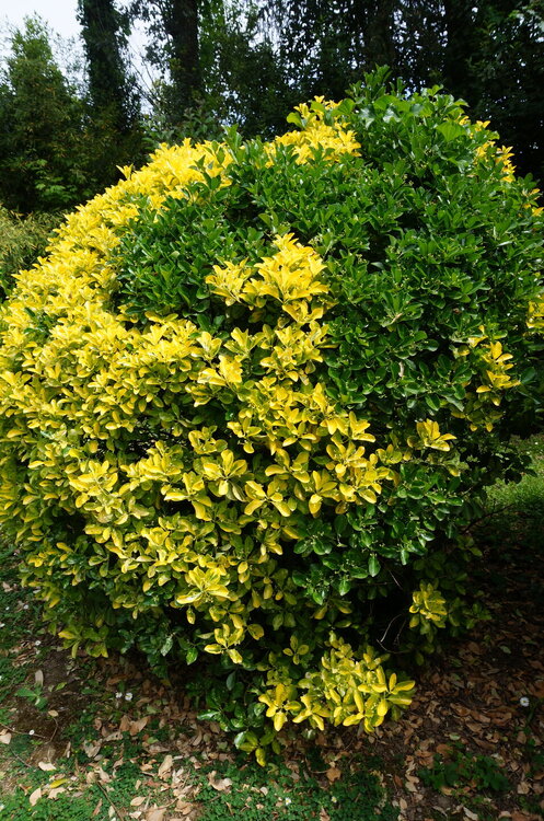 DSC07566.JPG