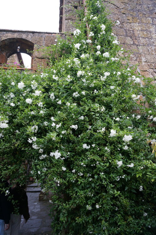DSC07710.JPG