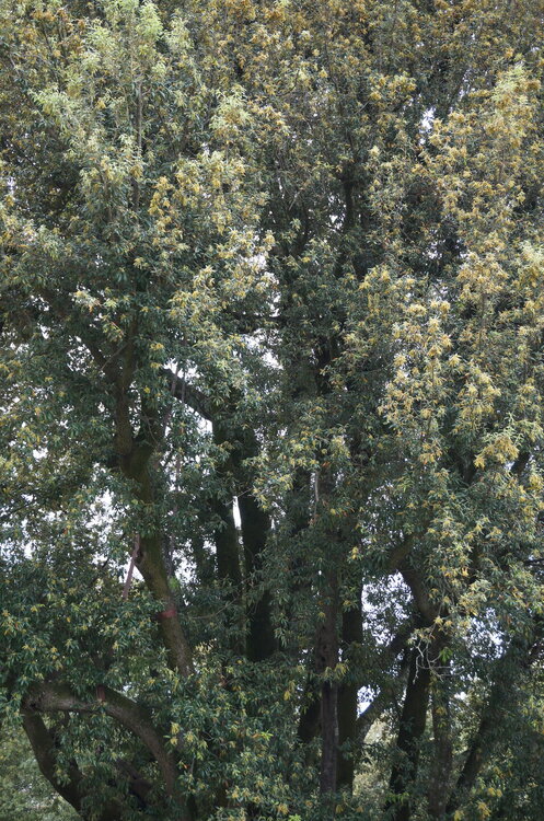 DSC07865.JPG