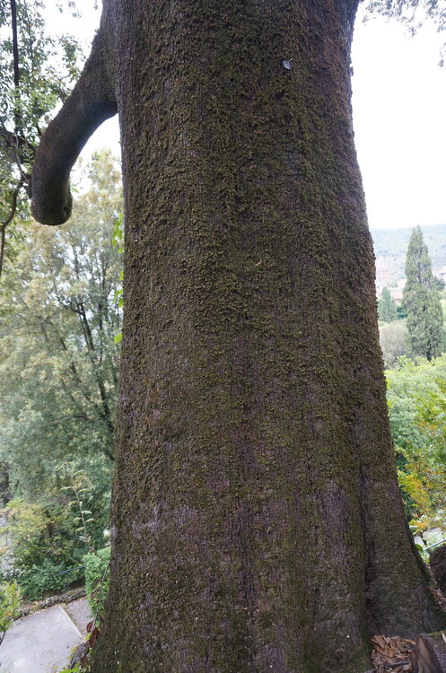 DSC07868.JPG