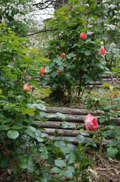 DSC07881.JPG