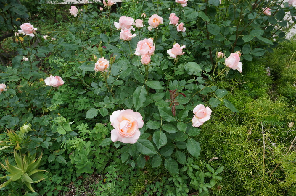 DSC07915.JPG