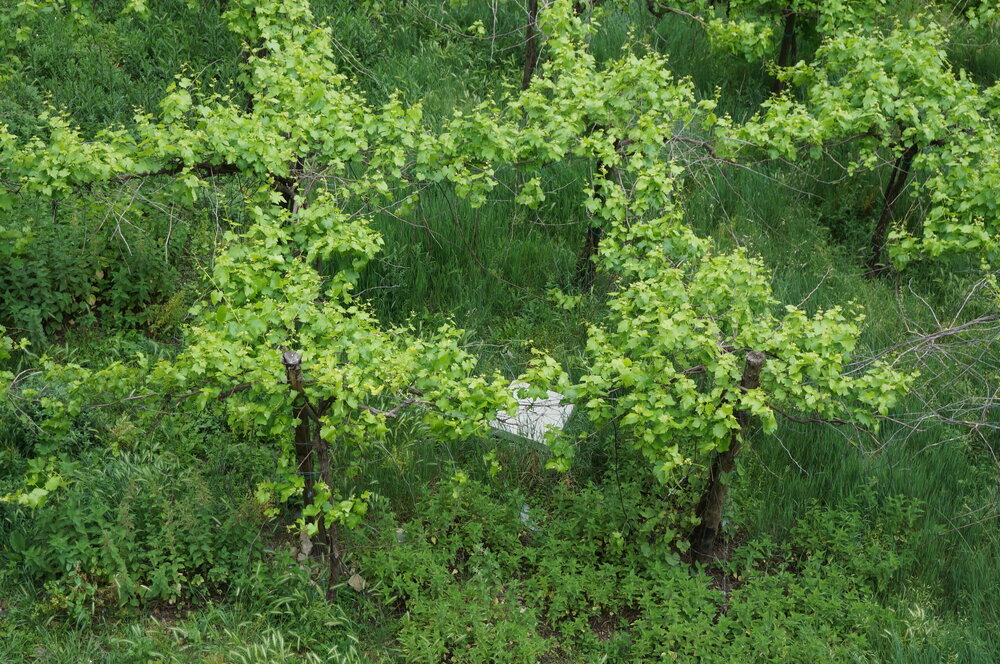 DSC07961.JPG