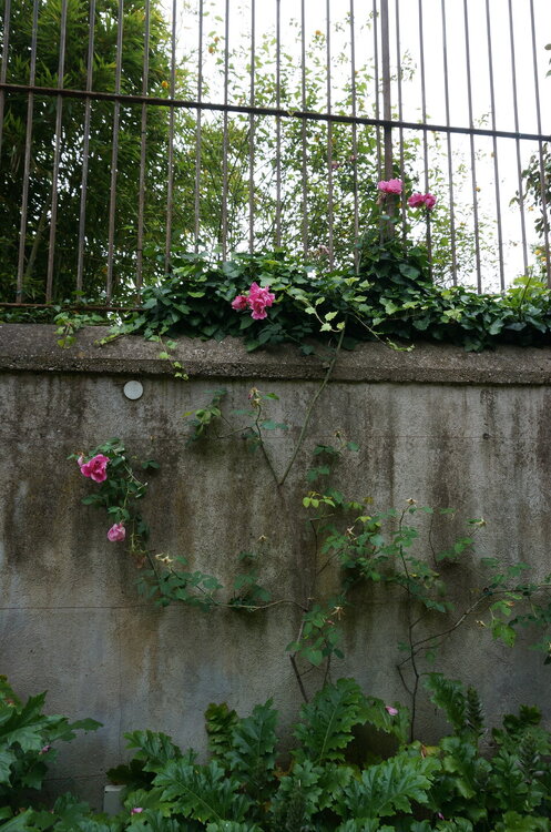 DSC07981.JPG