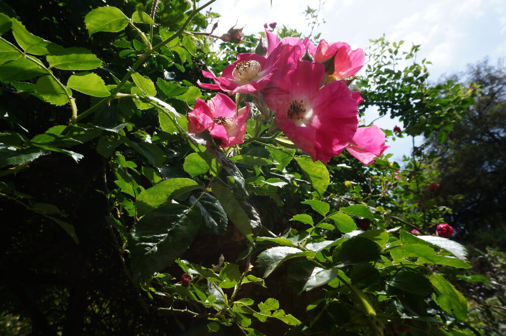 DSC08244.JPG