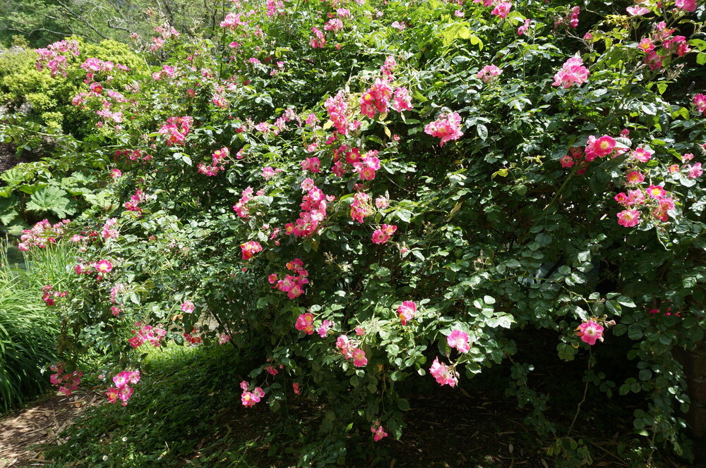 DSC08246.JPG