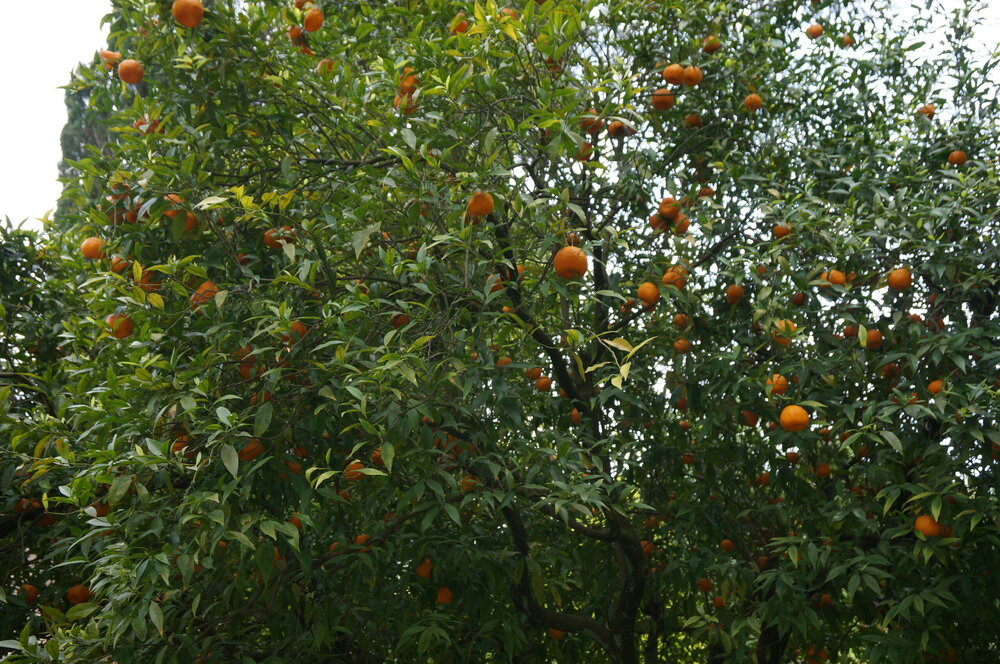DSC08268.JPG