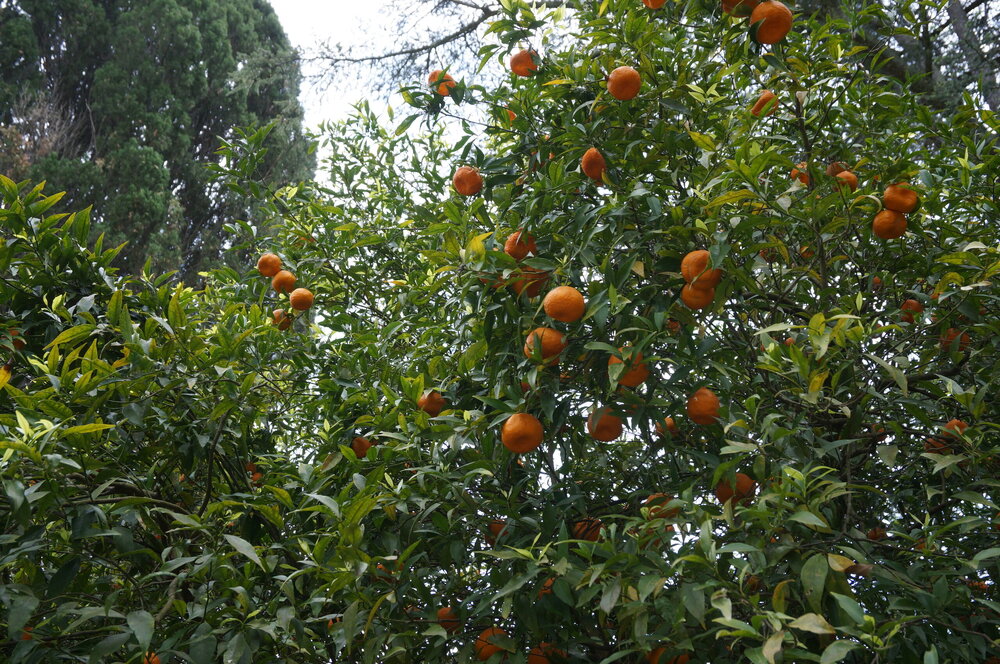 DSC08270.JPG