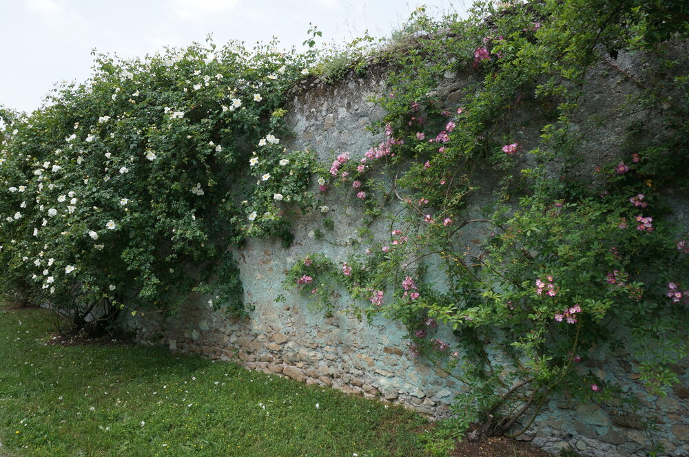DSC08285.JPG