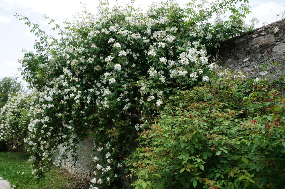 DSC08287.JPG