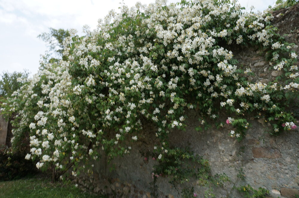DSC08291.JPG