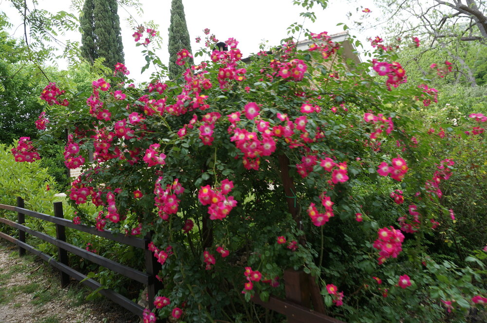 DSC08297.JPG