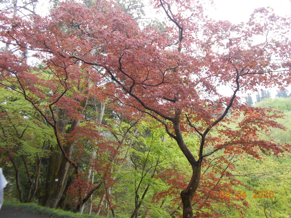 DSCN6806.JPG