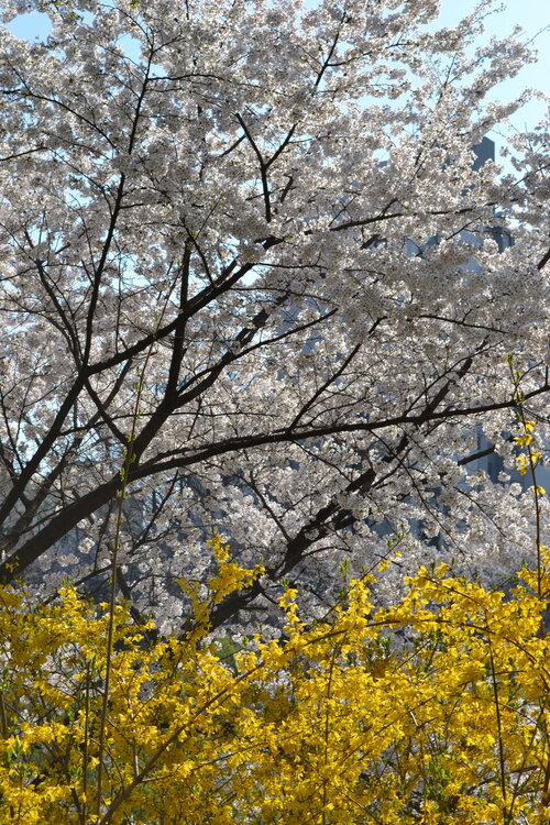 DSC_0111.JPG
