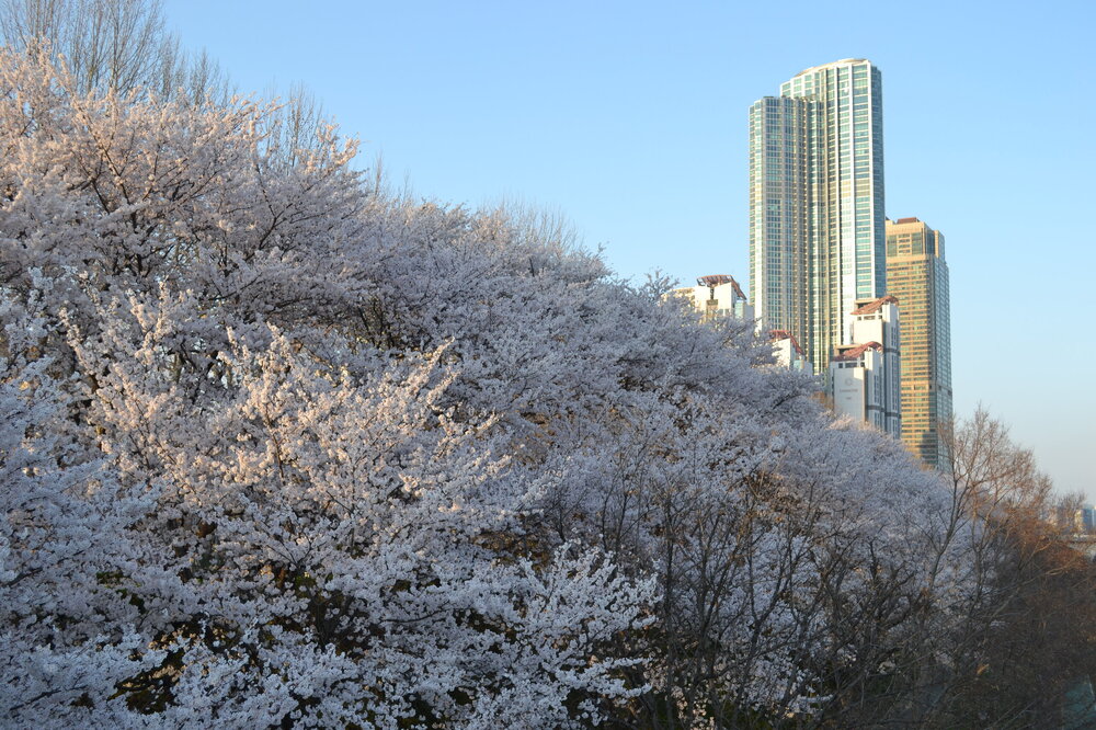 DSC_0225.JPG