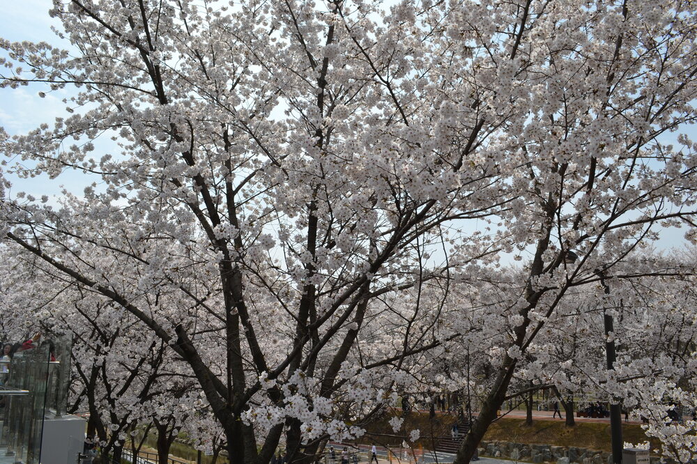 DSC_0264.JPG