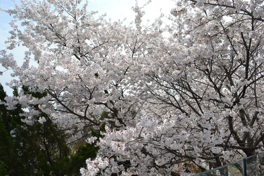 DSC_0272.JPG