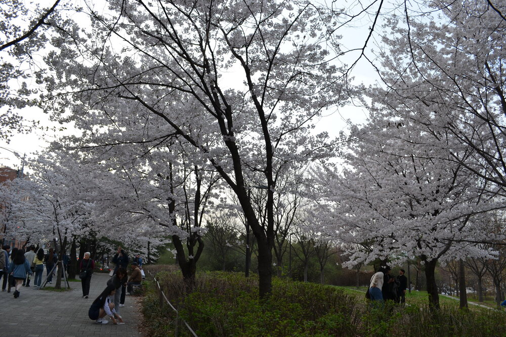 DSC_0337.JPG