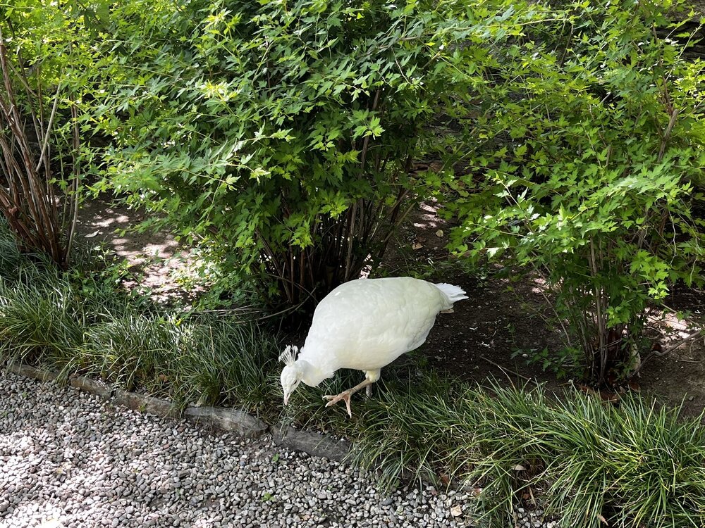 IMG_0099.JPEG