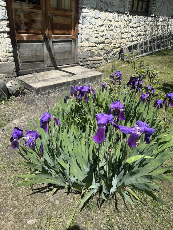 IMG_0100.jpeg