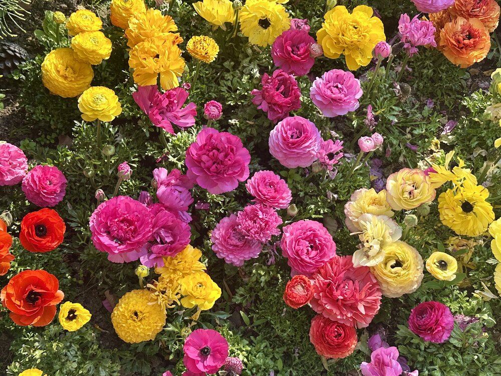 IMG_0280.jpeg