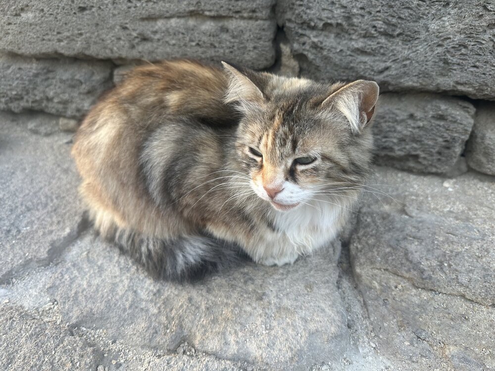 IMG_0366.jpeg