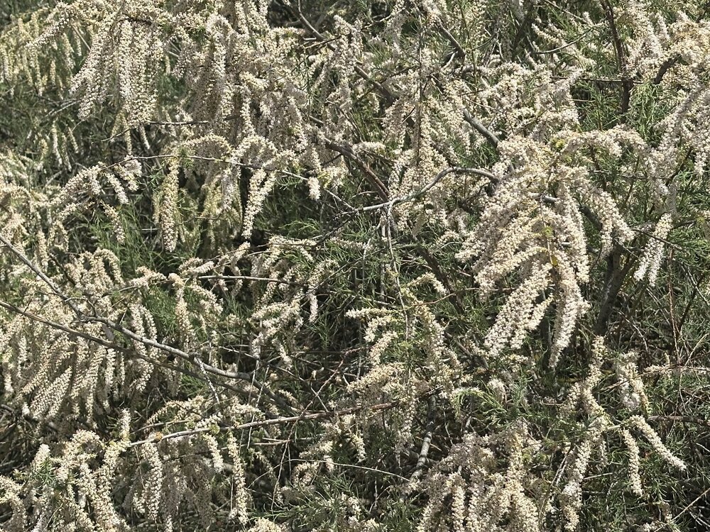 IMG_0433.jpeg