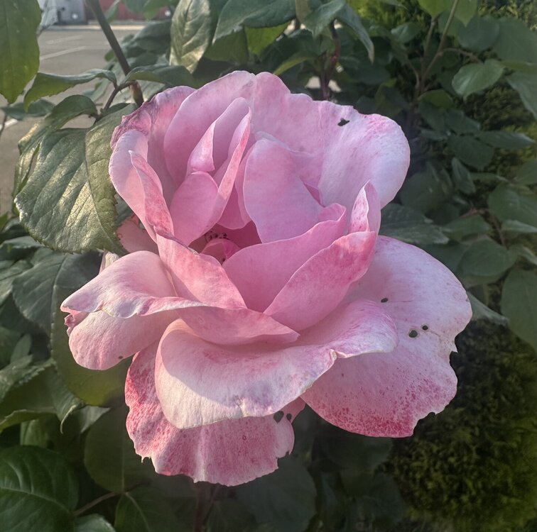 IMG_0645.jpeg