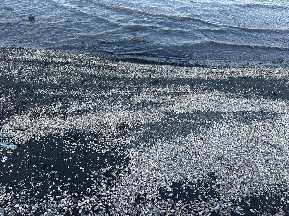 IMG_0673.jpeg