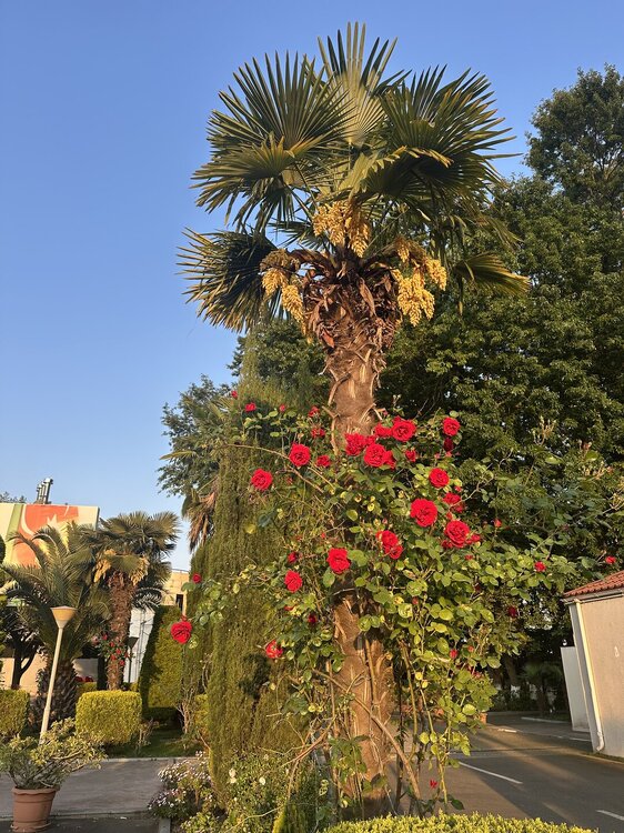IMG_0696.jpeg