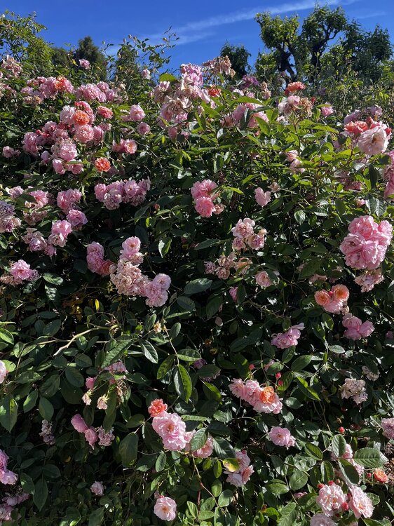 IMG_0974.JPEG
