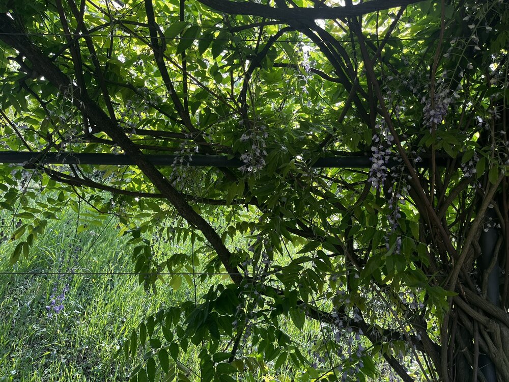 IMG_1141.JPEG