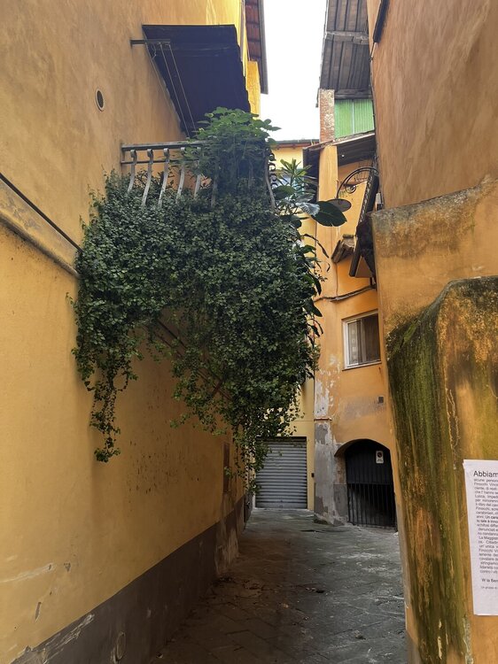 IMG_1279.JPEG