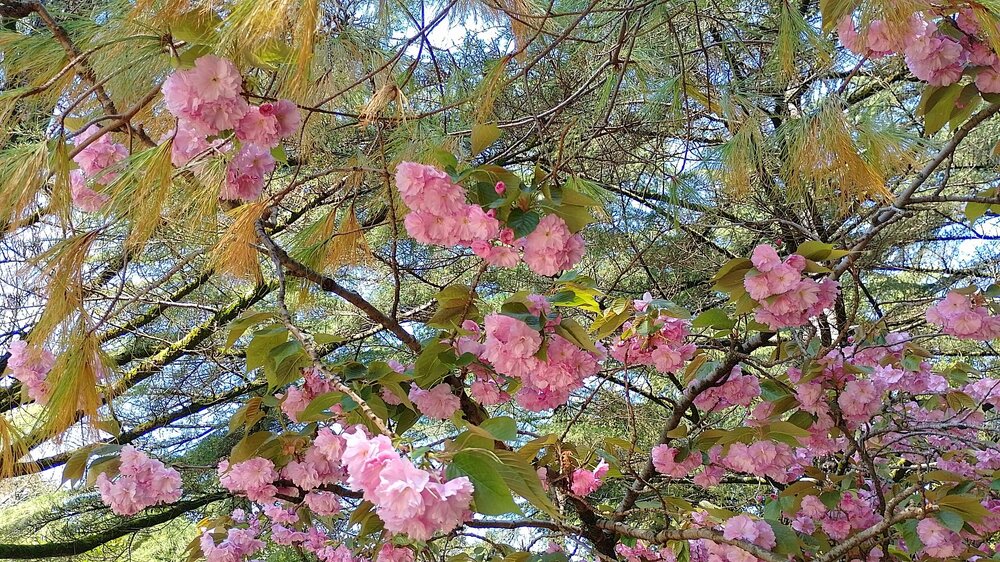 IMG_20260420_120807_HDR.jpg