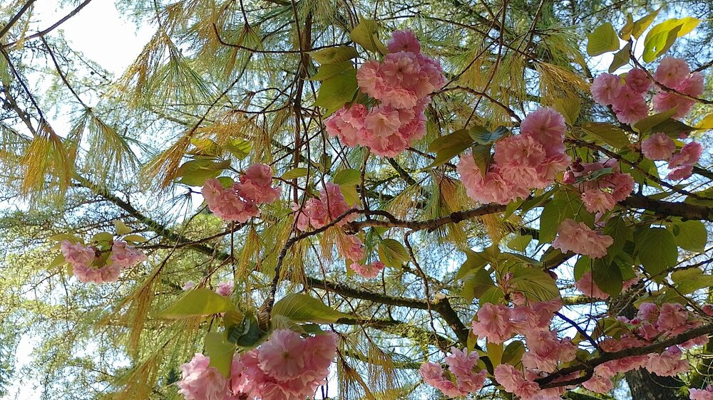 IMG_20260420_120832_HDR.jpg
