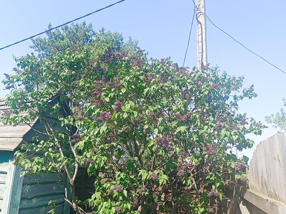 IMG_20260508_142924.jpg