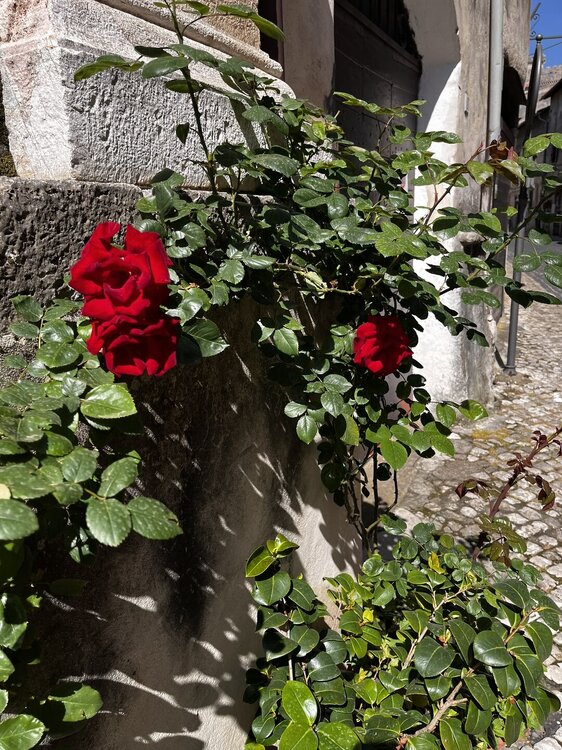 IMG_3606.JPEG
