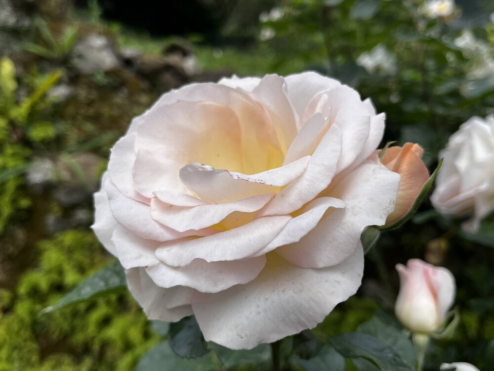 IMG_3846.JPEG