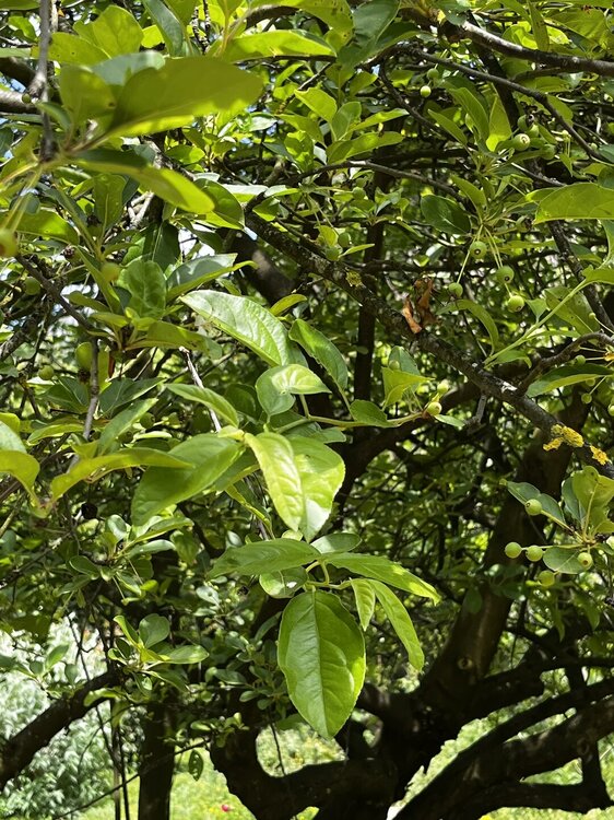 IMG_3868 — копия.JPEG
