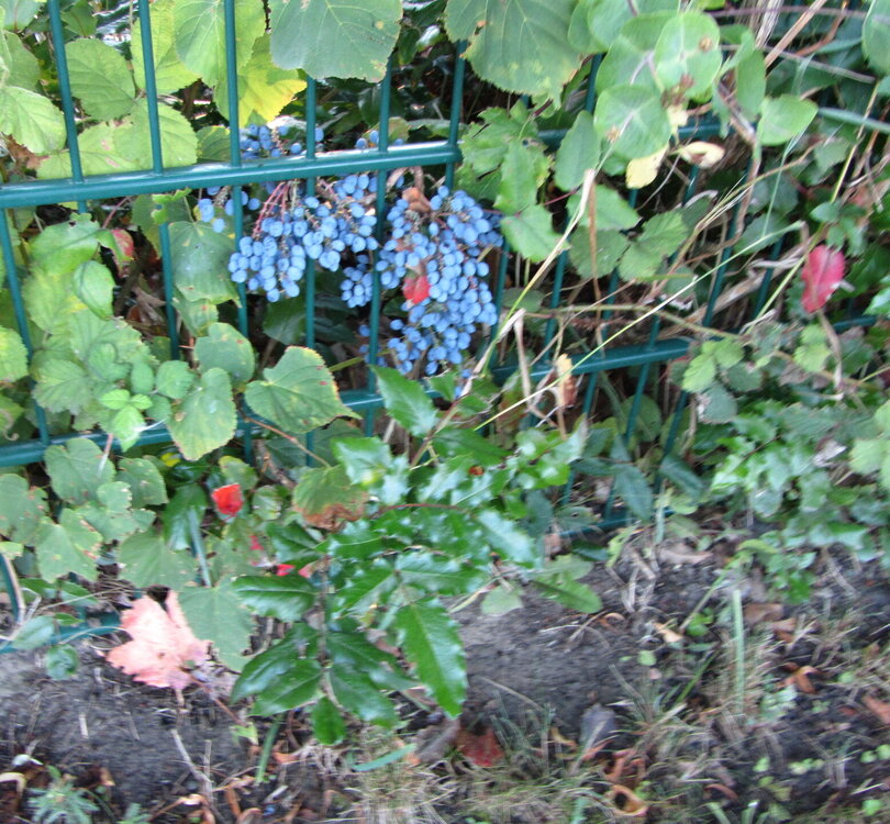 IMG_7541.JPG