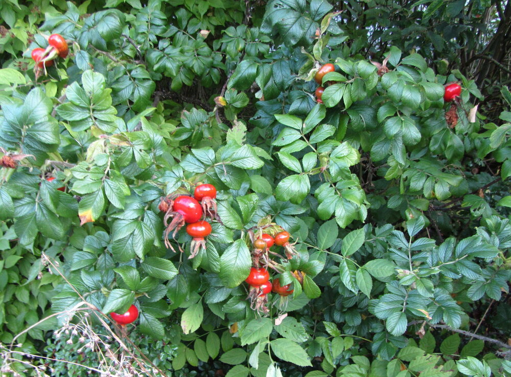 IMG_7548.JPG