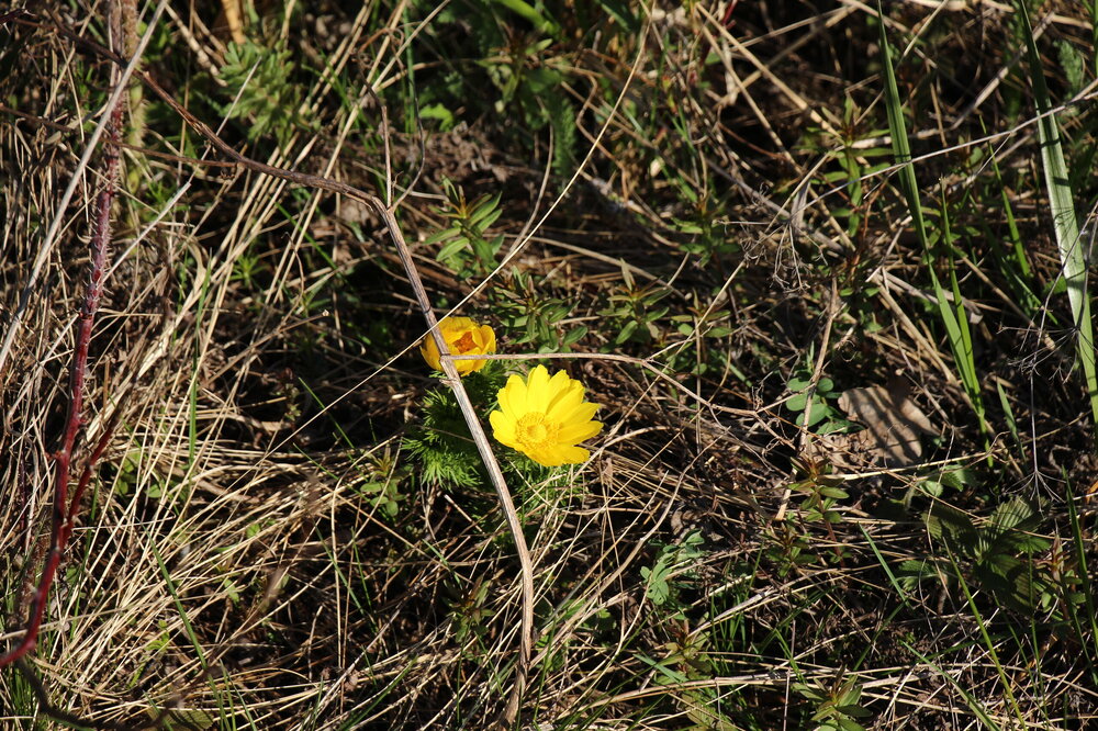 IMG_8732.JPG