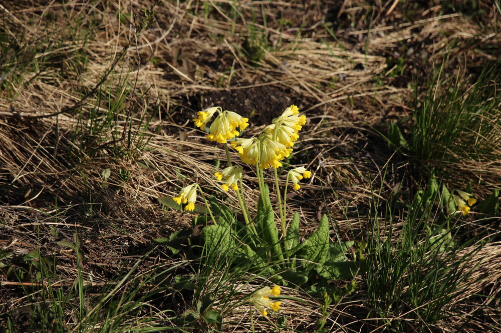 IMG_8733.JPG