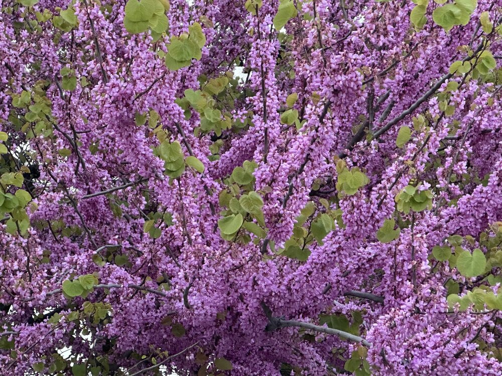 IMG_9369.jpeg